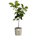 eden aquacare medium 40cm taupe doux